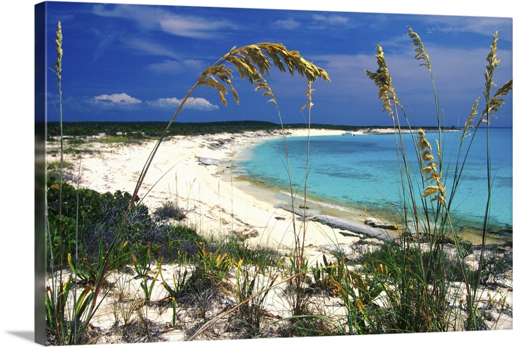 Sea oats on pristine beach, Long Island, Bahamas.