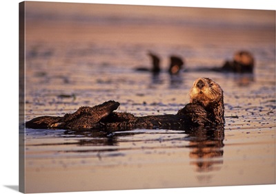 Sea Otters, Enhydra lutris
