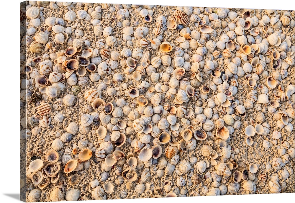 Sea Shells concentrated on beach. Mexico, Yucatan Peninsula, Quintana Roo, Holbox Island.