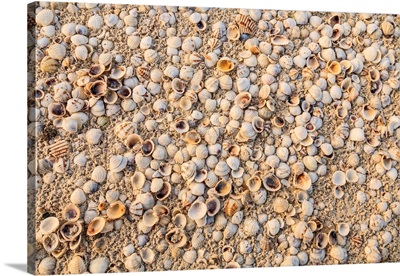 Sea Shells Concentrated On Beach, Holbox Island, Quintana Roo, Yucatan Peninsula, Mexico