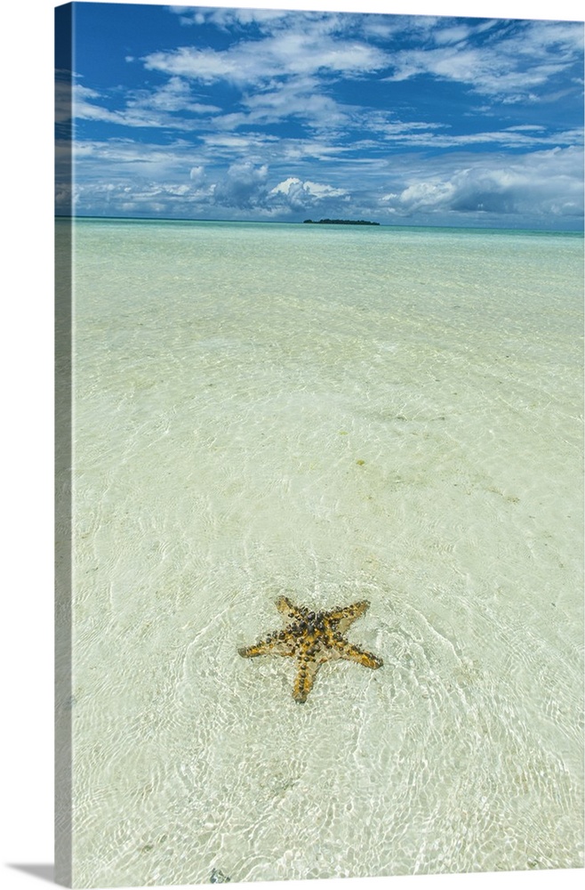 Sea star in the sand on the Rock Islands, Palau, Central Pacific.