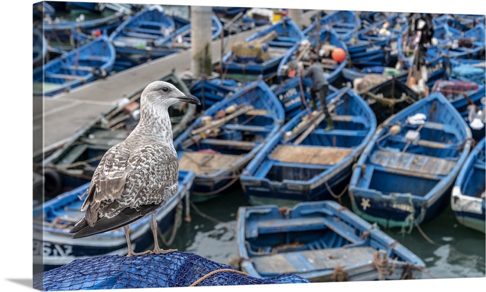 Africa, Morocco, Essaouira. Close-up of seagull and moored boats. Credit: Bill Young