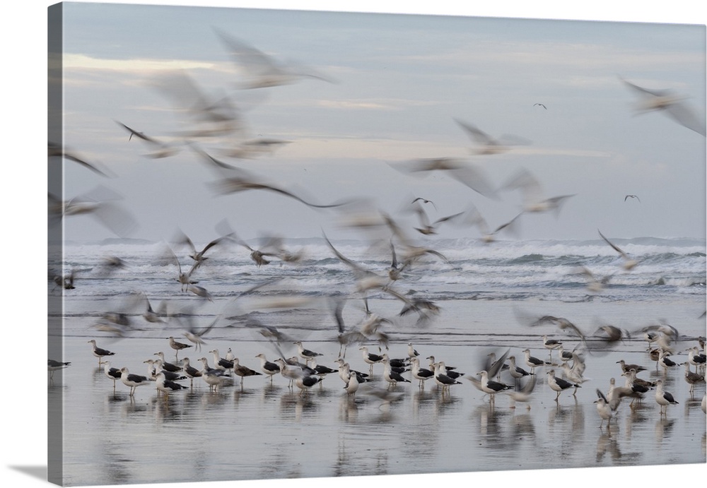 Africa, Morocco, Casablanca. Flurry of seagulls on ocean shore. Credit: Bill Young