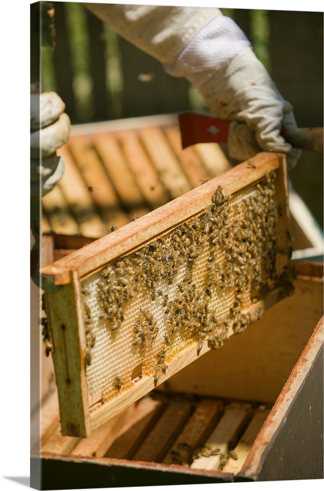 Seattle, Washington State, USA. Female beekeeper inserting a frame covered with honeybees back into the hive. (MR)