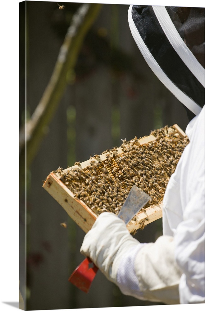 Seattle, Washington State, USA. Woman beekeeper checking the health of the honey in a frame. (MR)