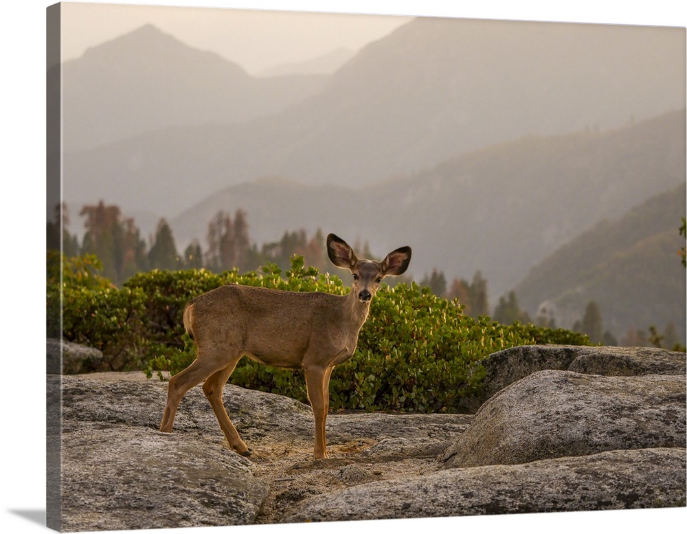 Sequoia National Park, California.
