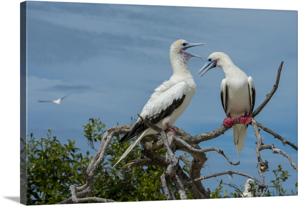 Seychelles, Indian Ocean, Aldabra, Cosmoledo Atoll. Important bird nesting colony. Pair of Red-footed boobies (Wild: Sula ...