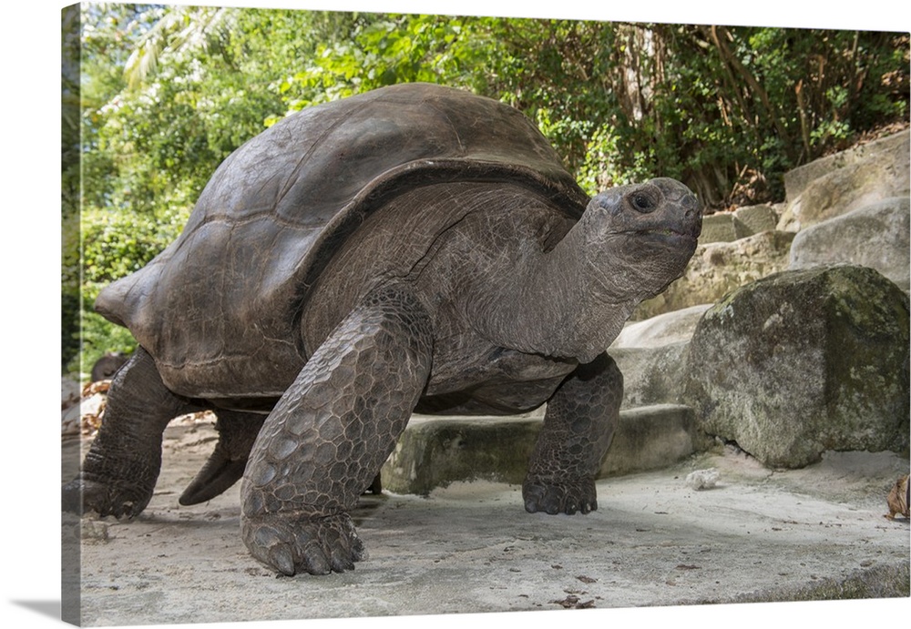 Seychelles, Mahe, St. Anne Marine National Park, Moyenne Island. Giant Aldabra tortoise.