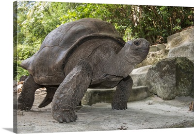 Seychelles, Mahe, St. Anne Marine National Park, Moyenne Island, Giant Aldabra tortoise
