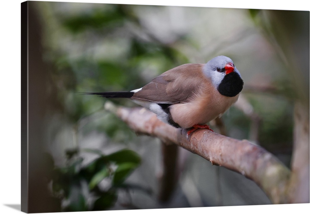 Shaft-tail finch, native to Australia. Australia, Australia.