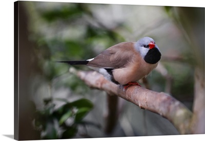 Shaft-Tail Finch, Native To Australia