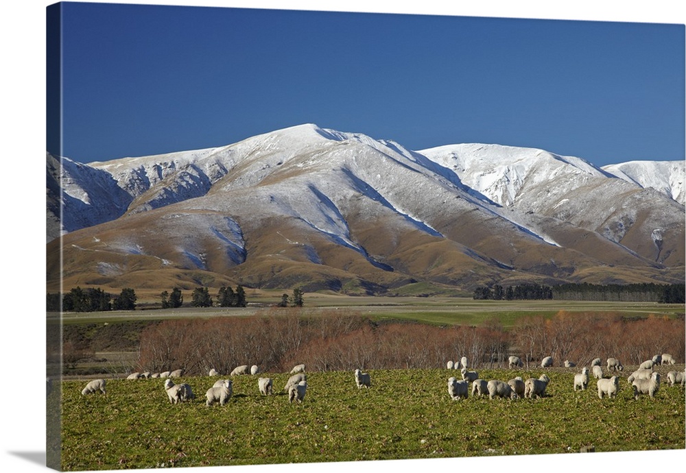 Sheep and Kakanui Mountains, Kyeburn, Ranfurly, Maniototo, Central Otago, South Island, New Zealand.