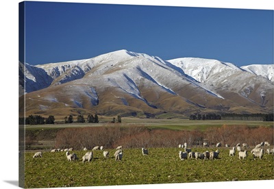 Sheep and Kakanui Mountains, Kyeburn, Ranfurly, Maniototo, New Zealand