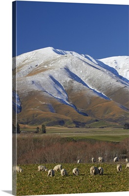 Sheep and Kakanui Mountains, Maniototo, Central Otago, South Island, New Zealand