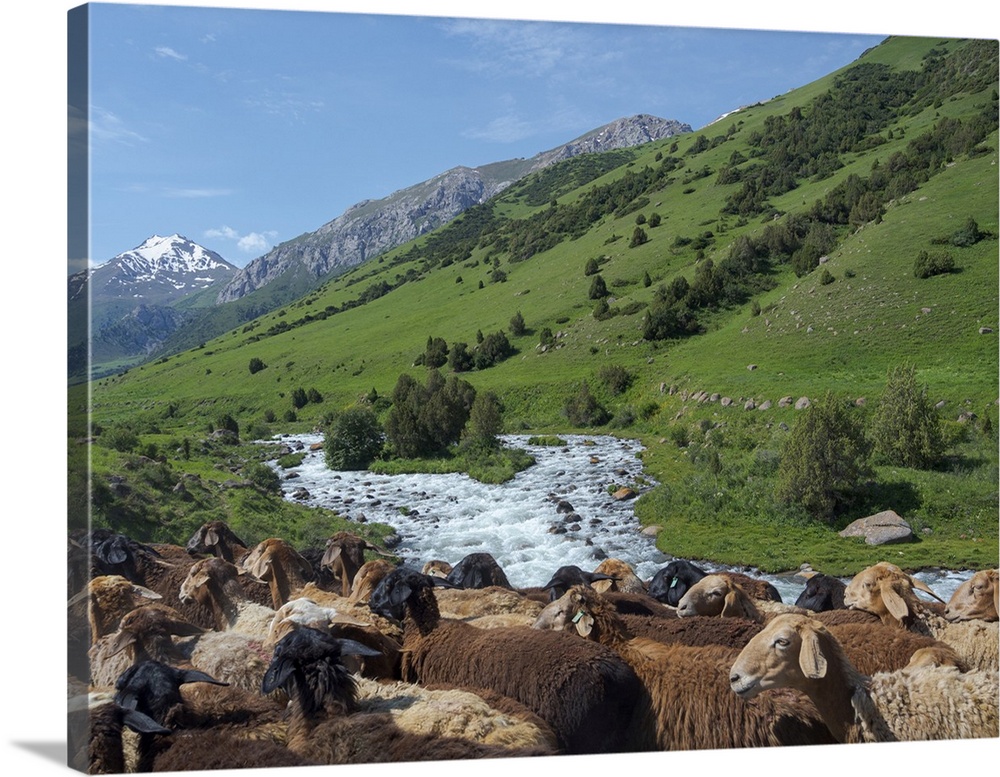 Sheep drive to their high altitude summer pasture. National park Besch Tasch in the talas Alatoo mountain range, tien shan...