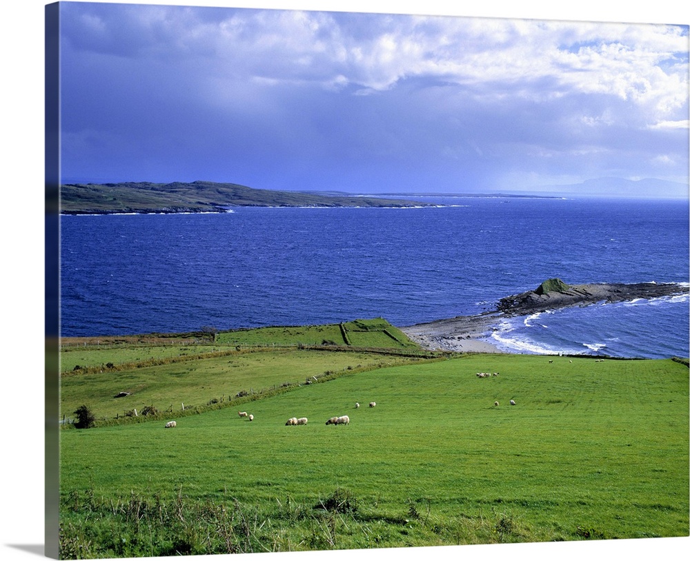 Europe, Ireland, Killybeggs. Sheep graze the green fields of Killybeggs, County Donegal, Ireland.