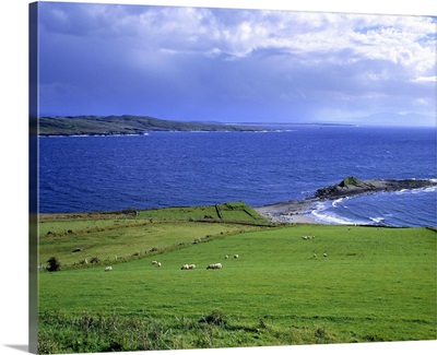 Sheep graze the green fields of Killybeggs, County Donegal, Ireland