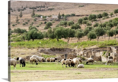 Sheep in front of Temple of Apollo, Roman ruins of Bulla Regia, Tunisia, North Africa