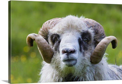 Sheep On The Faroe Islands