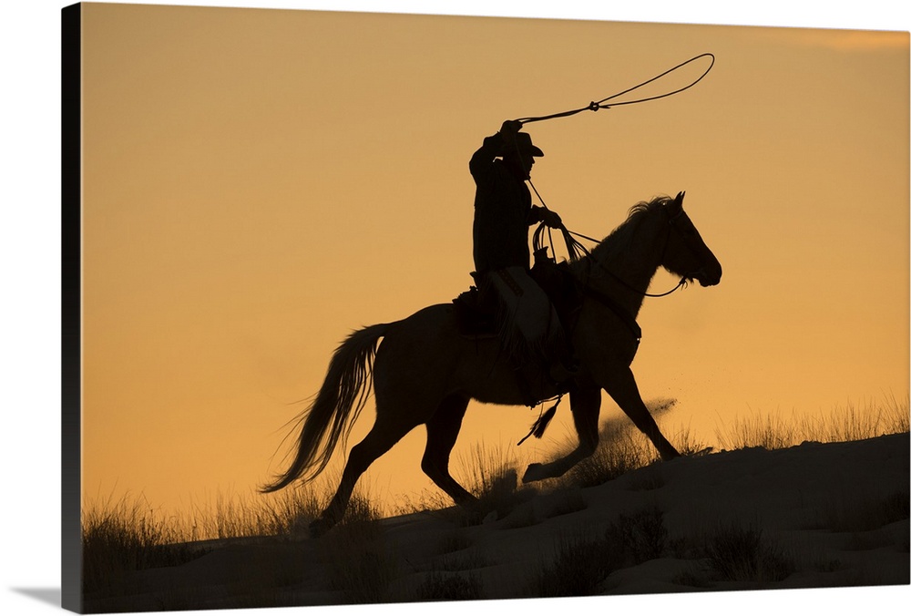Cowboy horse drive on Hideout Ranch, Shell, Wyoming. Cowboy riding his horse with rope out silhouetted at sunset. (MR)