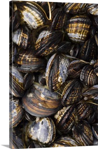 Shi Shi Beach low tide, California Mussels (Mytilus californianus) image thumbnail