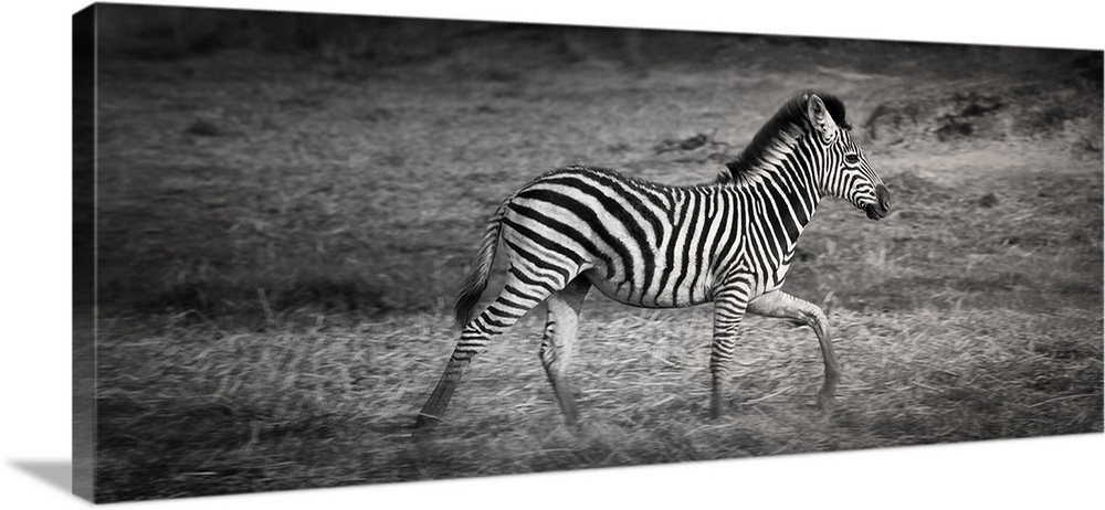 Shinde Camp, Okavango Delta, Botswana, Africa. Young Plains Zebra. Profile,.