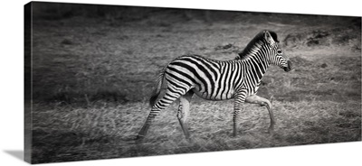 Shinde Camp, Okavango Delta, Botswana, Young Plains Zebra, Profile