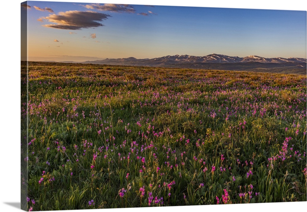 USA, North America, Montana. Shooting Star Wildflowers And The Rocky Mountain Front Range Near East Glacier, Montana, USA.