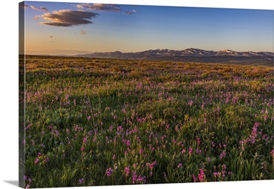 Shooting Star Wildflowers And The Rocky Mountain, Montana, USA