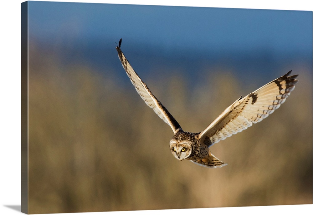 Short-eared Owl Hunting.