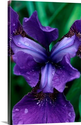Siberian Iris, Butchart Gardens, British Columbia, Canada
