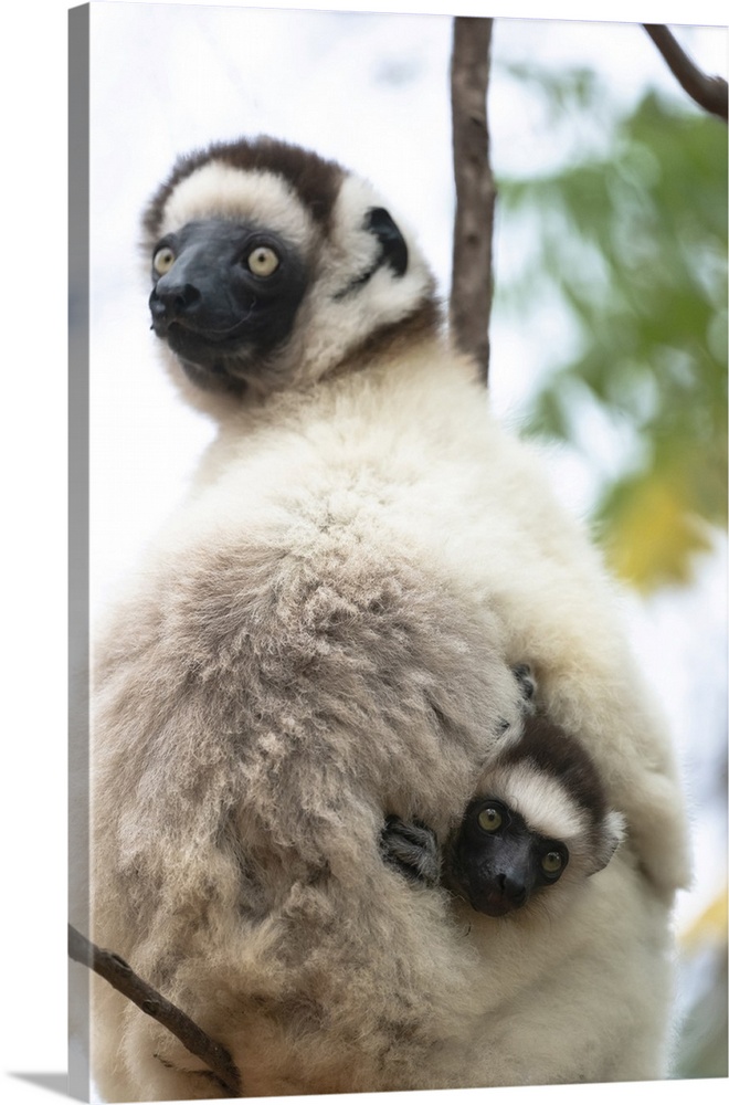 Africa, Madagascar, Anosy, Berenty Reserve. A female sifaka clinging to a tree while its baby holds on to the mother's back.
