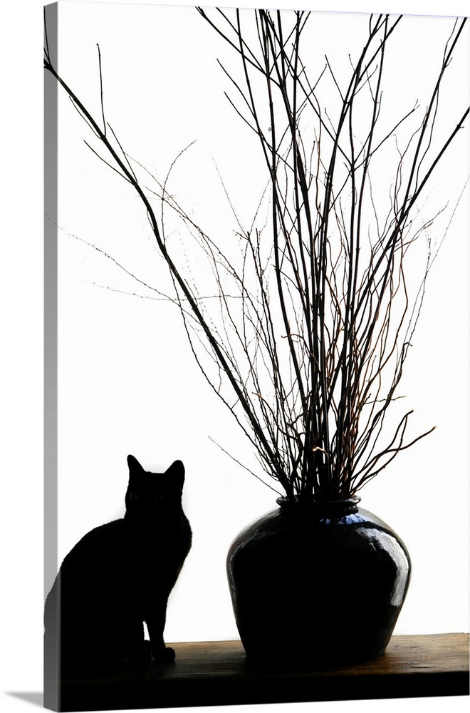 Silhouetted image of a cat by a flower pot, Los Angeles, Califonia, USA.