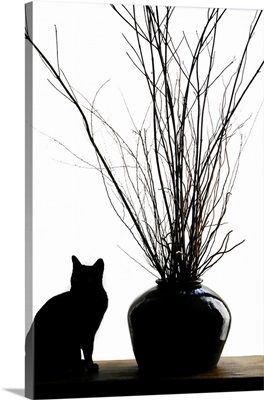 Silhouetted Image Of A Cat By A Flower Pot, Los Angeles, California