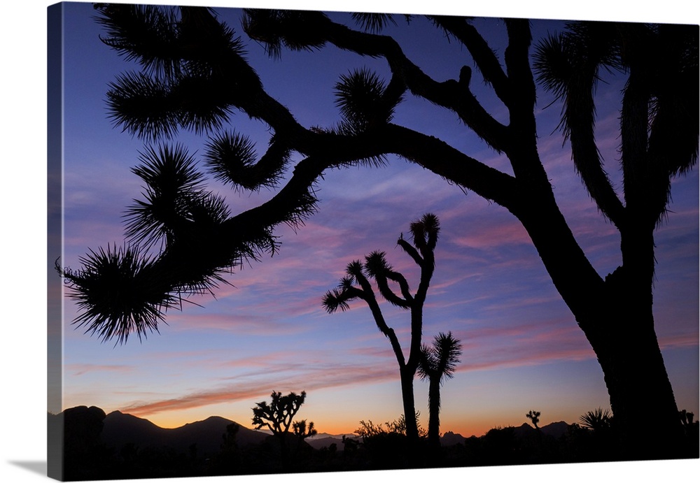 Usa, California, Joshua Tree National Park. Silhouettes of Joshua trees at sunset.