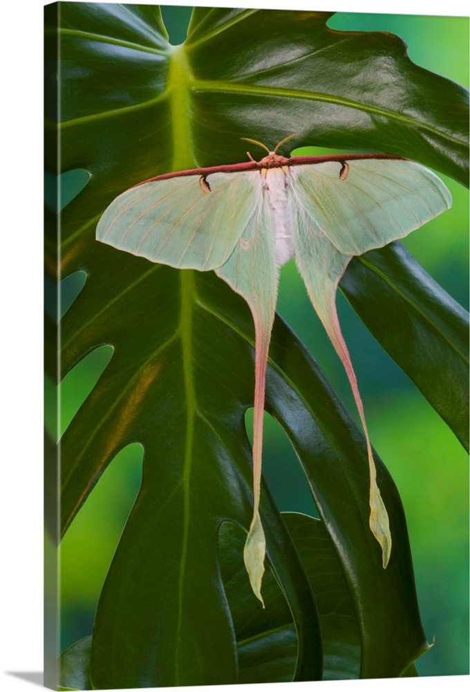 Sammamish, Washington, Silk Moth from China (Actias dubernardi), female with her long tail.