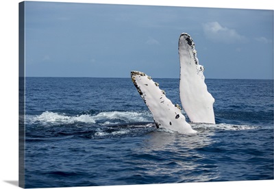 Silver Bank, Dominican Republic, Humback Whale