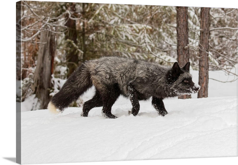 Silver Fox a melanistic form of the red fox, Vulpes vulpes. (Captive) Montana.