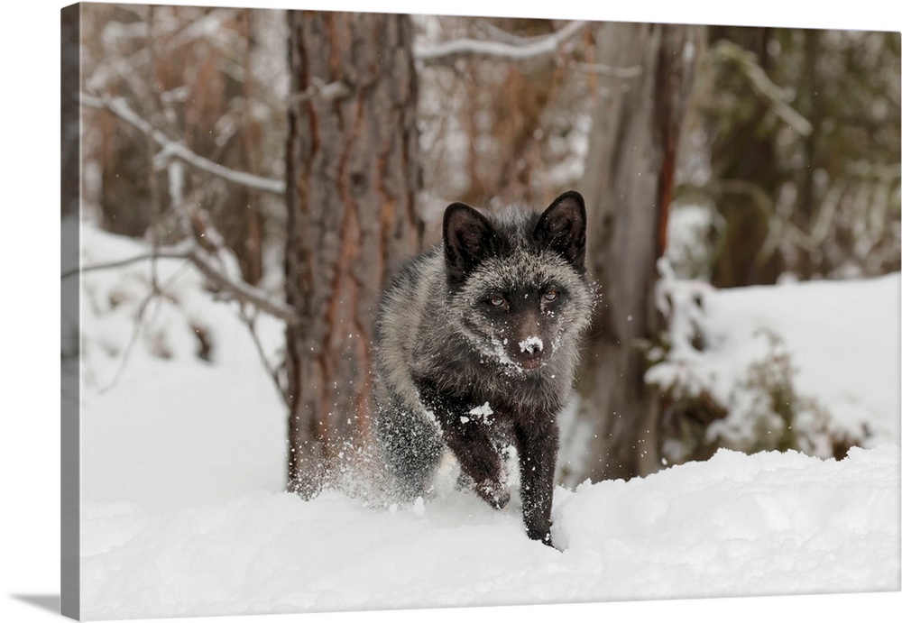 Silver Fox a melanistic form of the red fox, Vulpes vulpes. (Captive) Montana.