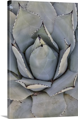 Silver Toned Succulent, Longwood Gardens Conservatory, Pennsylvania