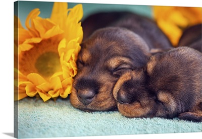 Sleeping Dachshund Puppies