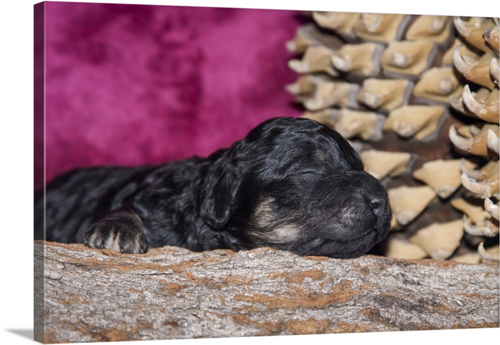 Sleeping Standard Poodle Puppy.