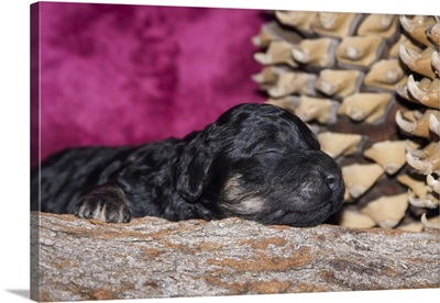 Sleeping Standard Poodle Puppy