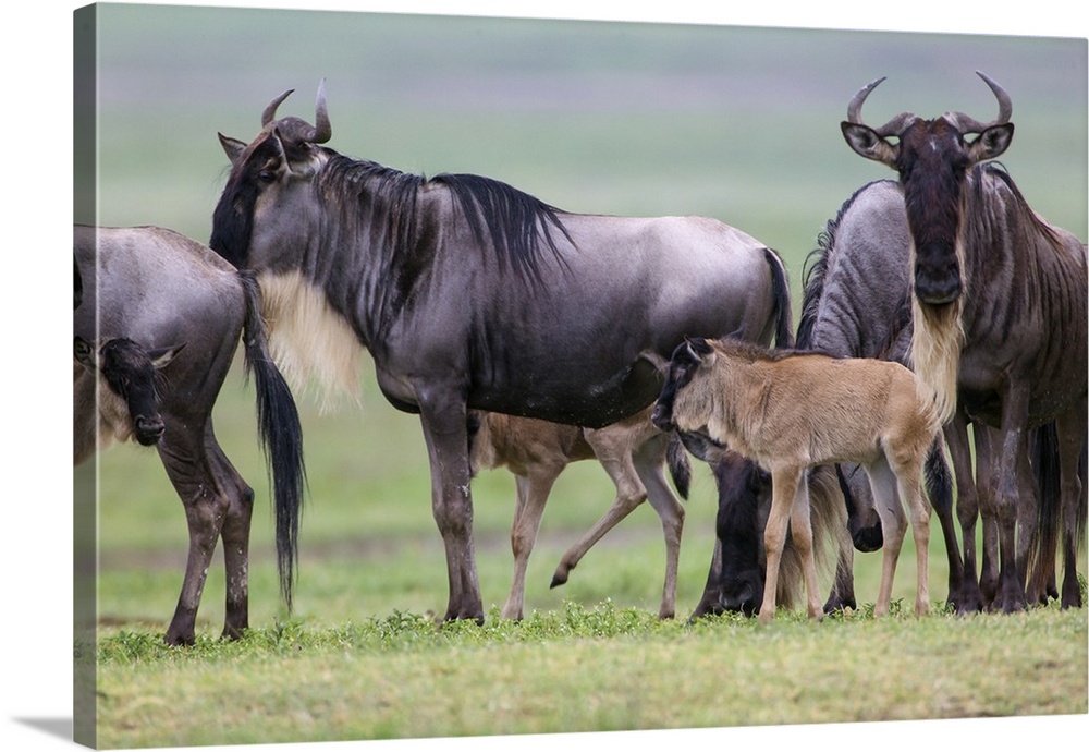 Small herd of wildebeest stop on migration, accompanied by three young calves.