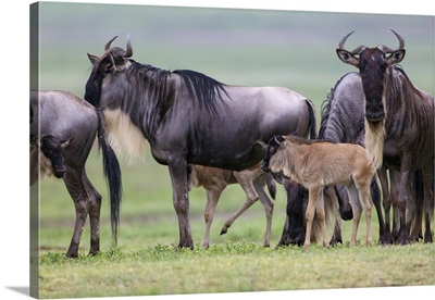 Small herd of wildebeest stop on migration, accompanied by three young calves