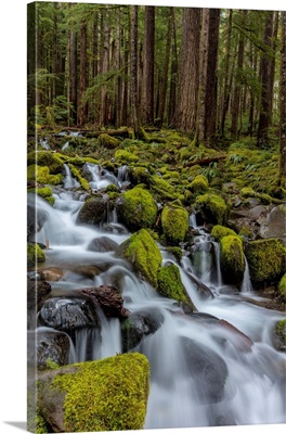 Small Lush Creek In The Sol Duc Valley Of Olympic National Park, Washington, USA