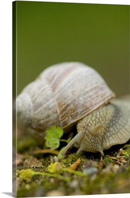 Snail, Czech Republic, Ceske Budejovice