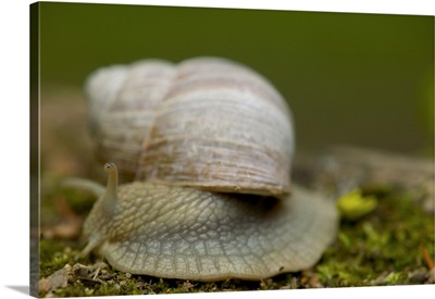 Snail, Czech Republic, Ceske Budejovice