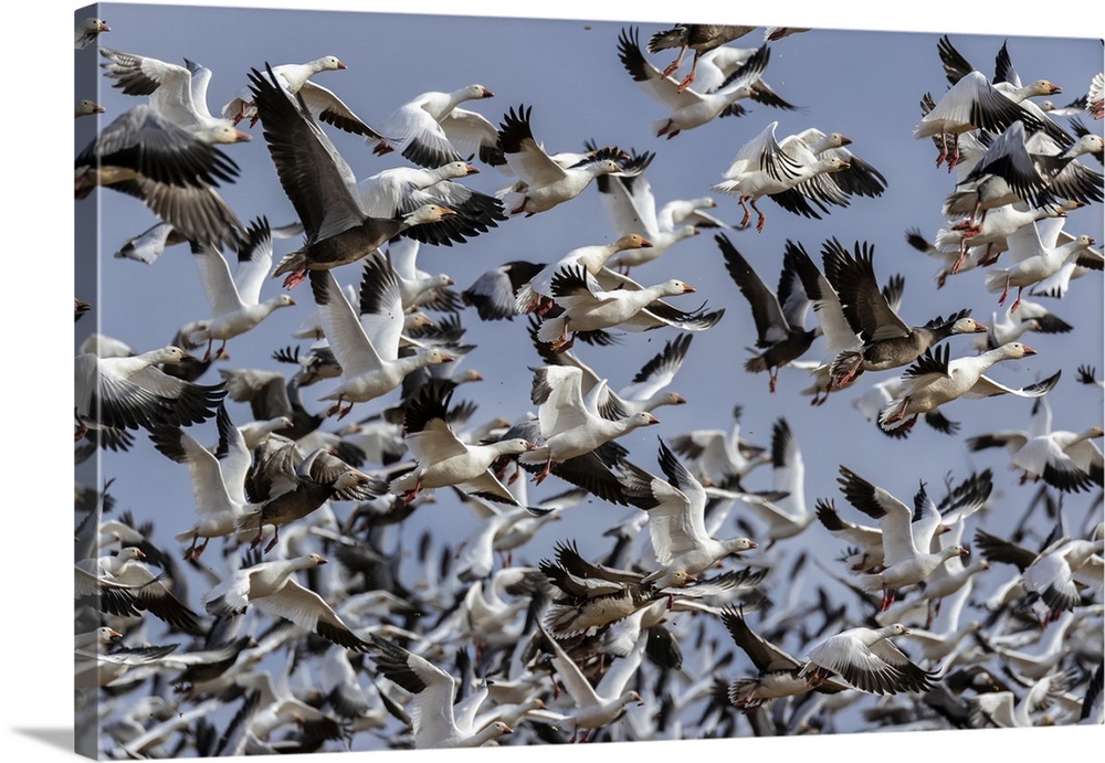 Snow geese (Anser Caerulescens) in flight, Marion county, Illinois.