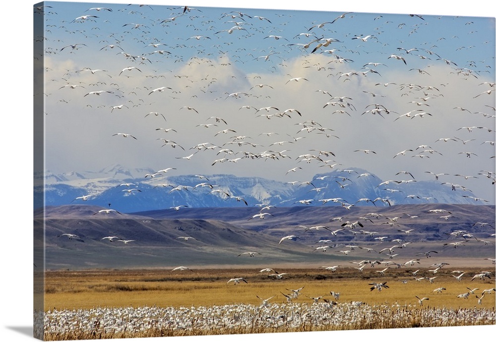 Snow geese during spring migration at Freezeout Lake WMA, Montana, USA